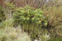 Notobubon galbanum