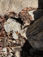 Booneacris glacialis