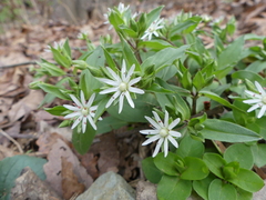 Stellaria pubera