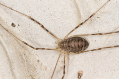 Opilio parietinus