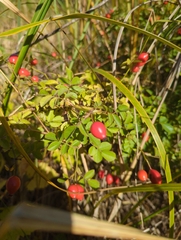 Rosa rubiginosa
