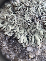 Xanthoparmelia coloradoensis