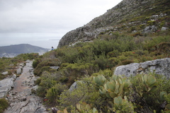 Cliffortia