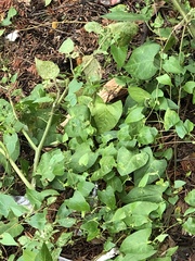 Fallopia convolvulus