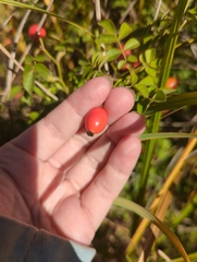 Rosa rubiginosa