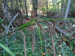 Carex pendula