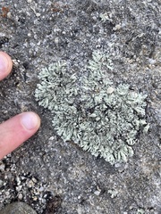 Xanthoparmelia coloradoensis