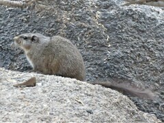 Petromus typicus windhoekensis