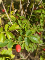 Rosa rubiginosa