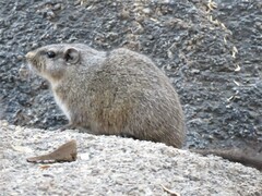 Petromus typicus windhoekensis