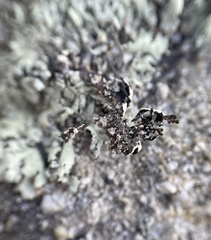 Xanthoparmelia coloradoensis