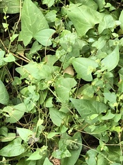 Fallopia convolvulus