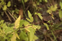 Bidens tripartita