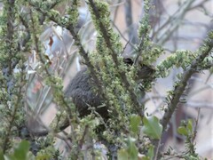 Petromus typicus windhoekensis