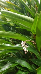 Alpinia