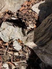 Booneacris glacialis