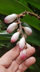 Alpinia