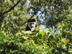 Colobus guereza
