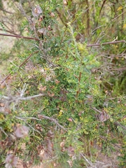 Adesmia microphylla