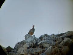Alectoris chukar