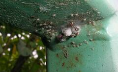 Theridion varians