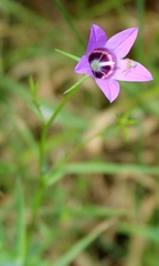 Campanula lusitanica