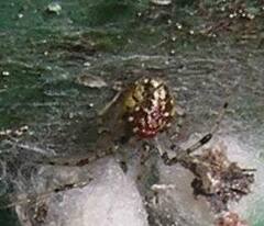 Theridion varians