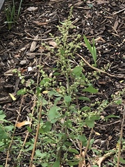 Chenopodium ficifolium