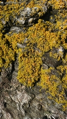 Xanthoria aureola