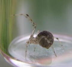 Theridion varians