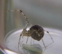 Theridion varians