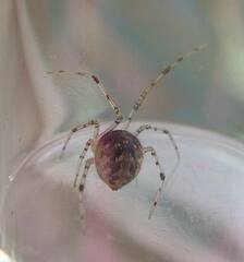 Theridion varians