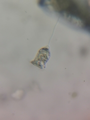 Vorticellidae