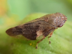 Aphrophora