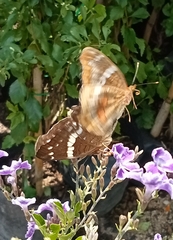 Anartia fatima colima