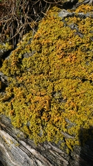 Xanthoria aureola