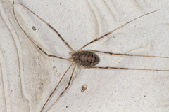 Opilio parietinus