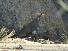 Pternistis adspersus