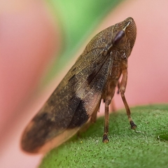 Aphrophora