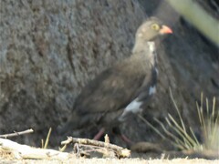 Pternistis adspersus