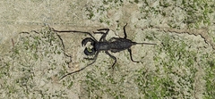Typopeltis crucifer