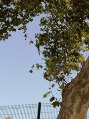 Thectocercus acuticaudatus