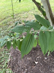 Heptacodium