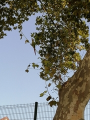 Thectocercus acuticaudatus