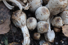 Coprinopsis romagnesiana