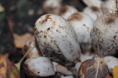 Coprinopsis romagnesiana