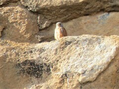 Falco rupicolus