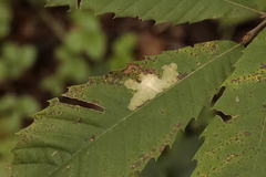 Tischeria ekebladella