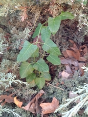 Araujia sericifera