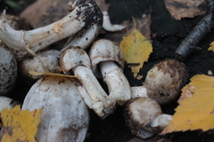 Coprinopsis romagnesiana